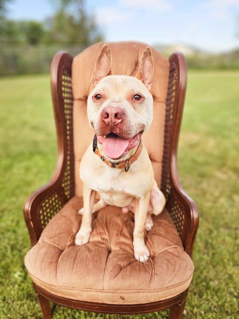 Vanilla, an adoptable Mixed Breed in Sprakers, NY, 12166 | Photo Image 1