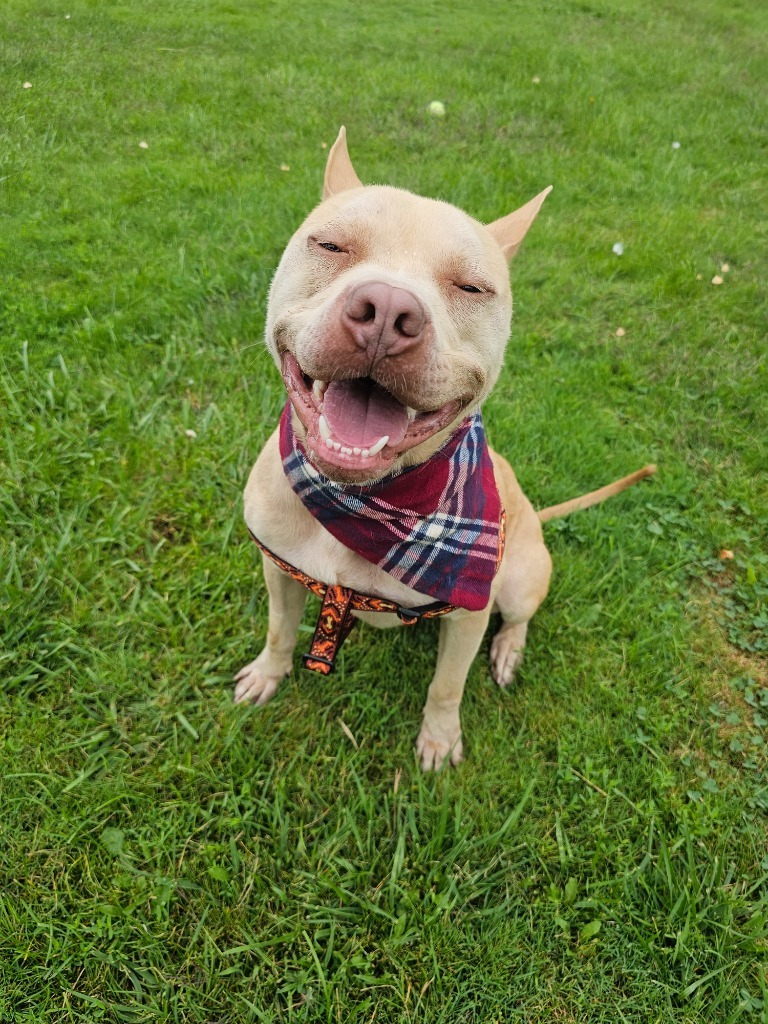 Vanilla, an adoptable Mixed Breed in Sprakers, NY, 12166 | Photo Image 2