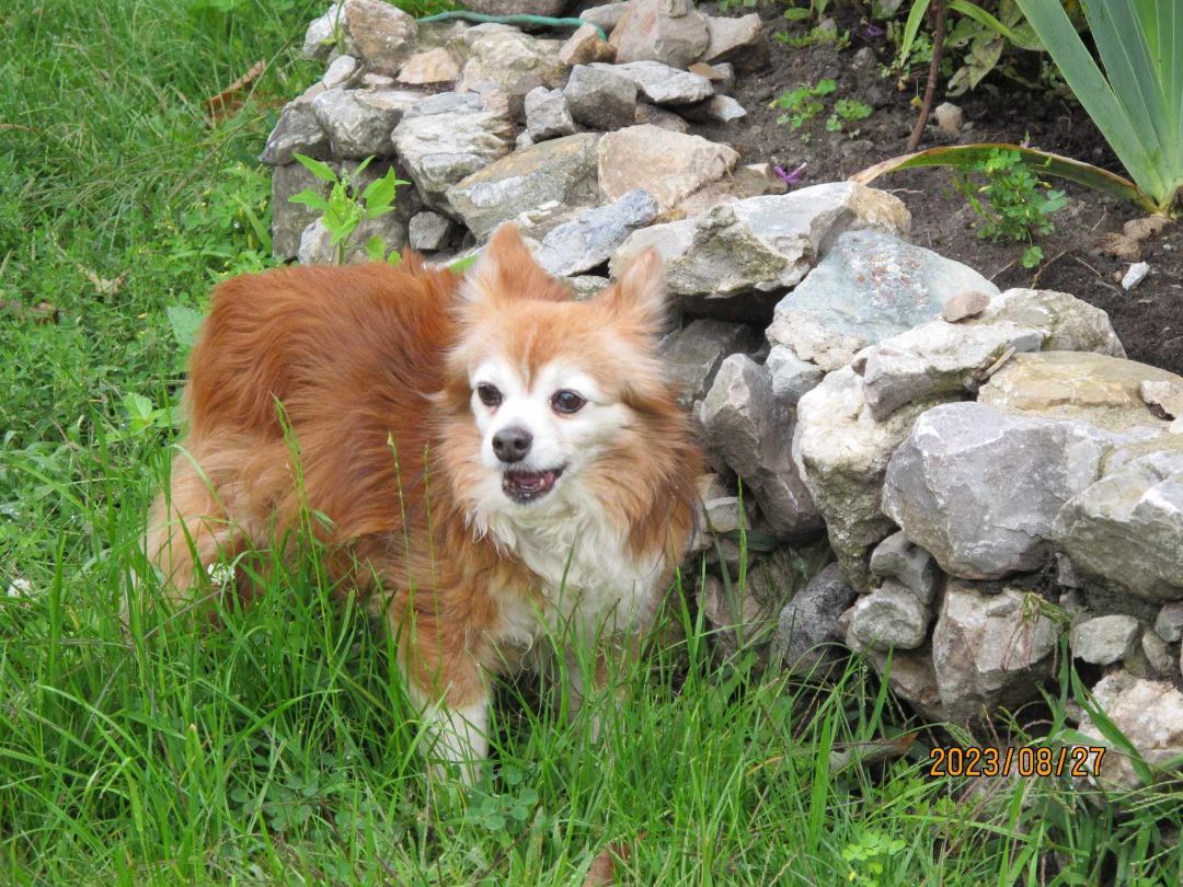Mickey, an adoptable Papillon in St-Valerien, QC, J0H 2B0 | Photo Image 1
