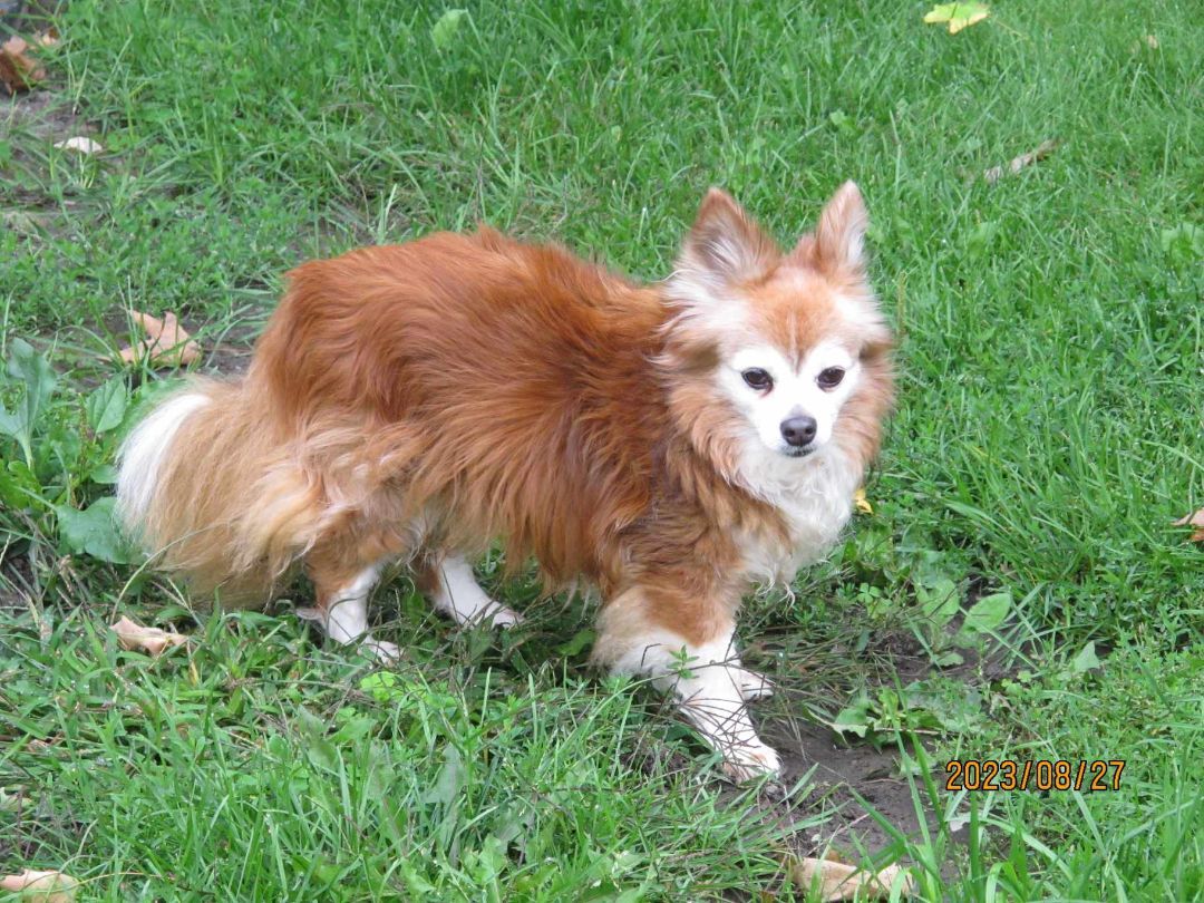 Mickey, an adoptable Papillon in St-Valerien, QC, J0H 2B0 | Photo Image 2