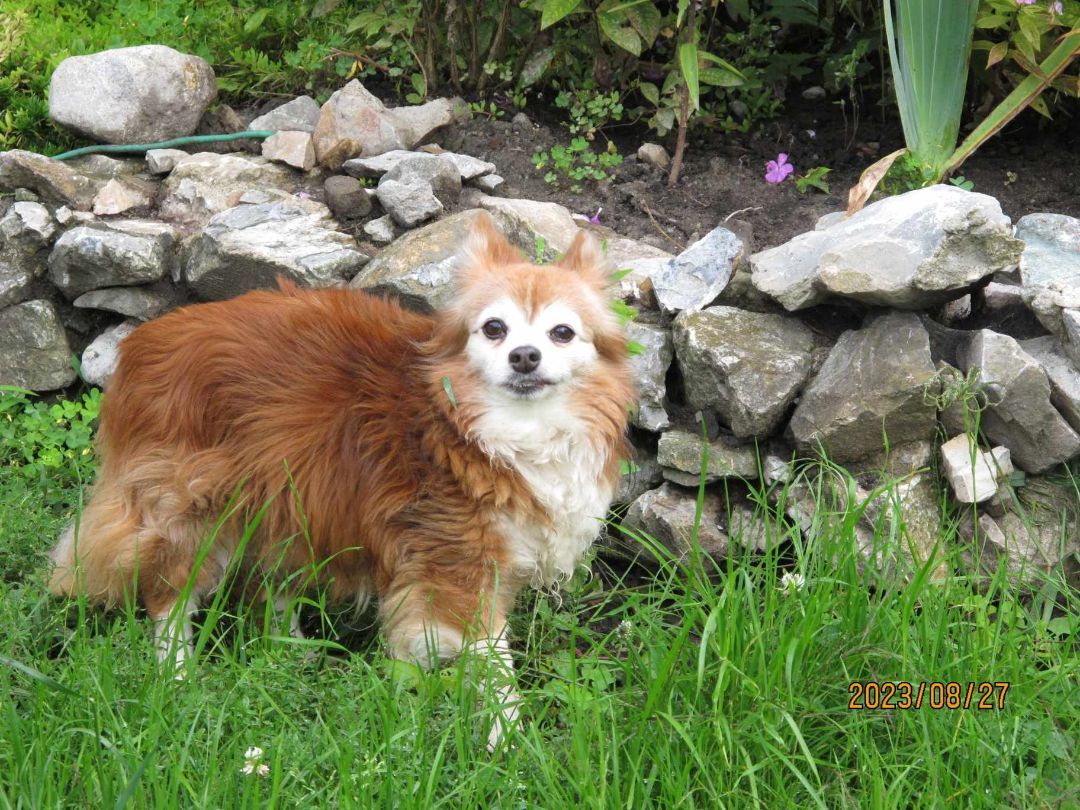 Mickey, an adoptable Papillon in St-Valerien, QC, J0H 2B0 | Photo Image 3