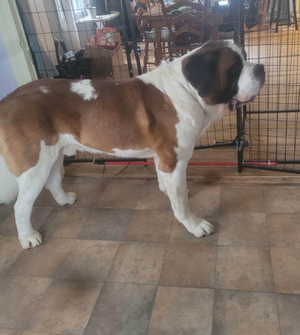 Barry, an adoptable Saint Bernard in St-Valerien, QC, J0H 2B0 | Photo Image 1