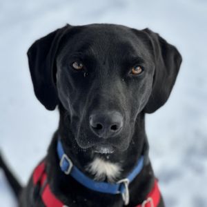Finn, Adult Male Labrador Retriever