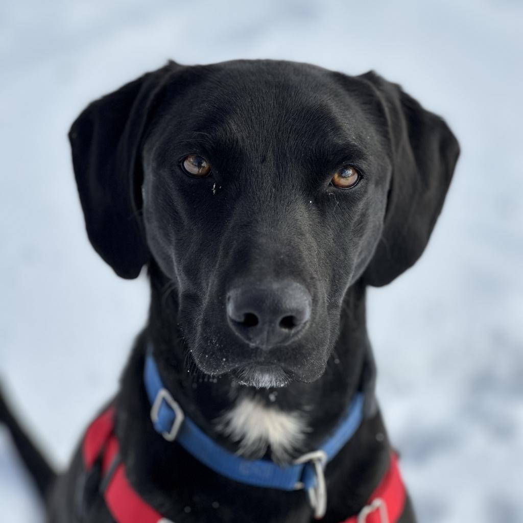 Finn, an adoptable Labrador Retriever in Kanab, UT, 84741 | Photo Image 1