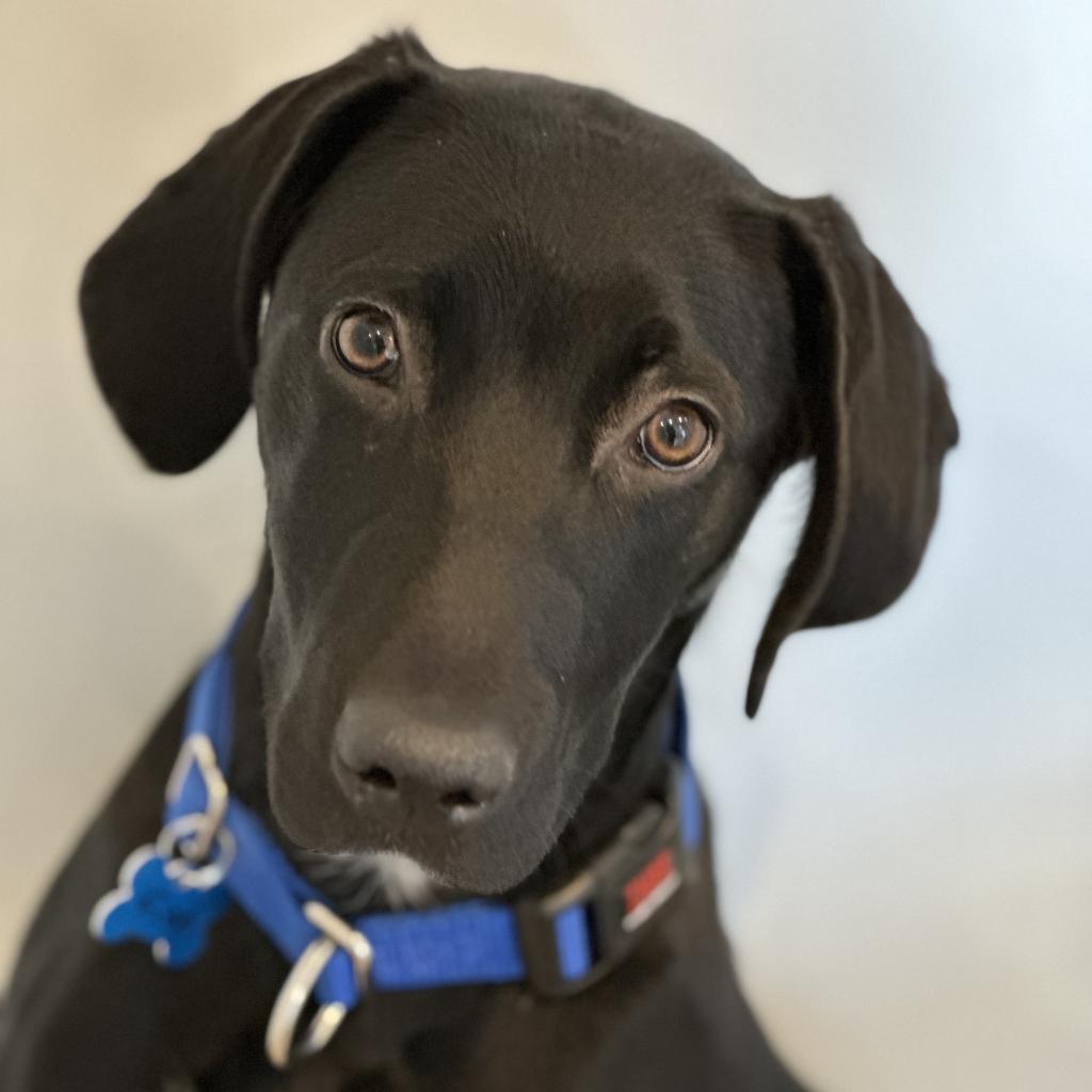 Finn, an adoptable Labrador Retriever in Kanab, UT, 84741 | Photo Image 2