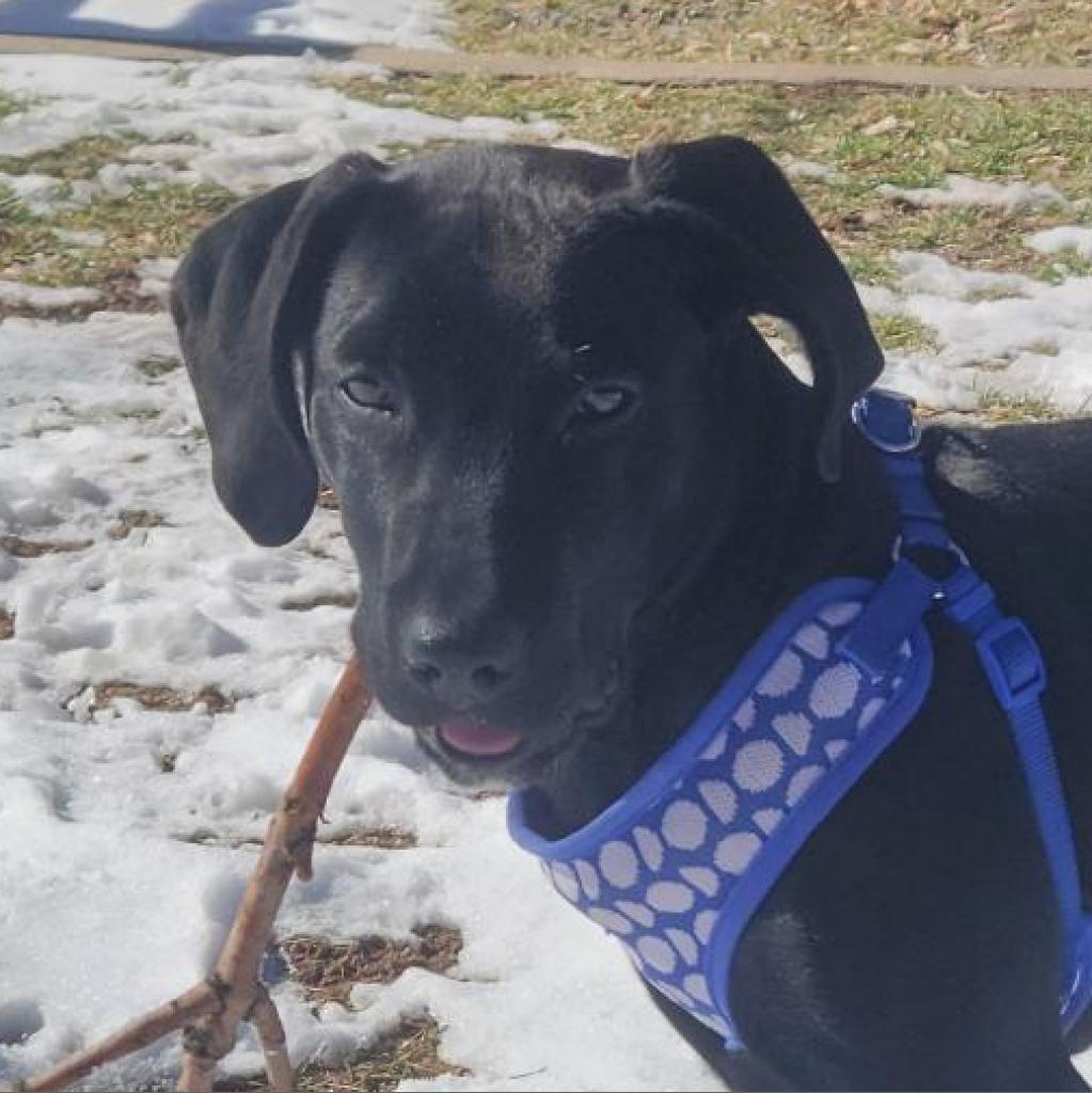 Finn, an adoptable Labrador Retriever in Kanab, UT, 84741 | Photo Image 3
