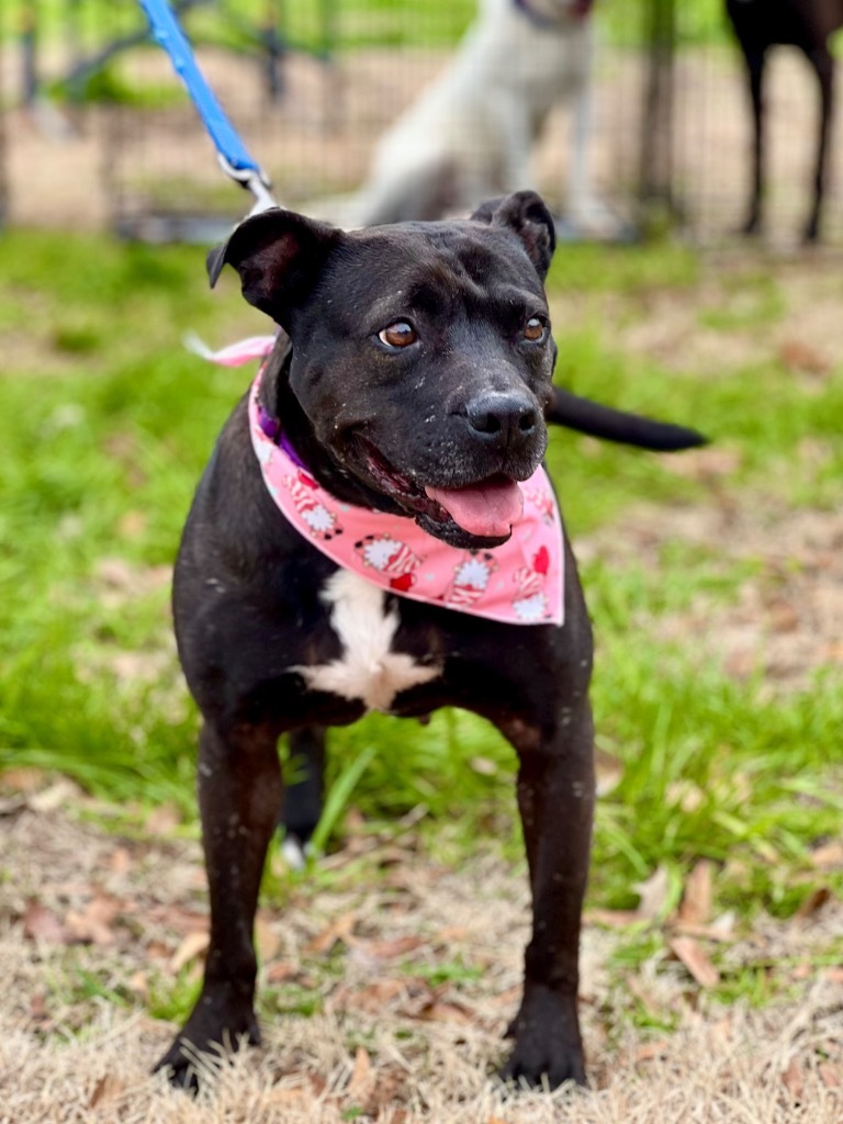 Nova-Cat, an adoptable Mixed Breed in St. Francisville, LA, 70775 | Photo Image 1