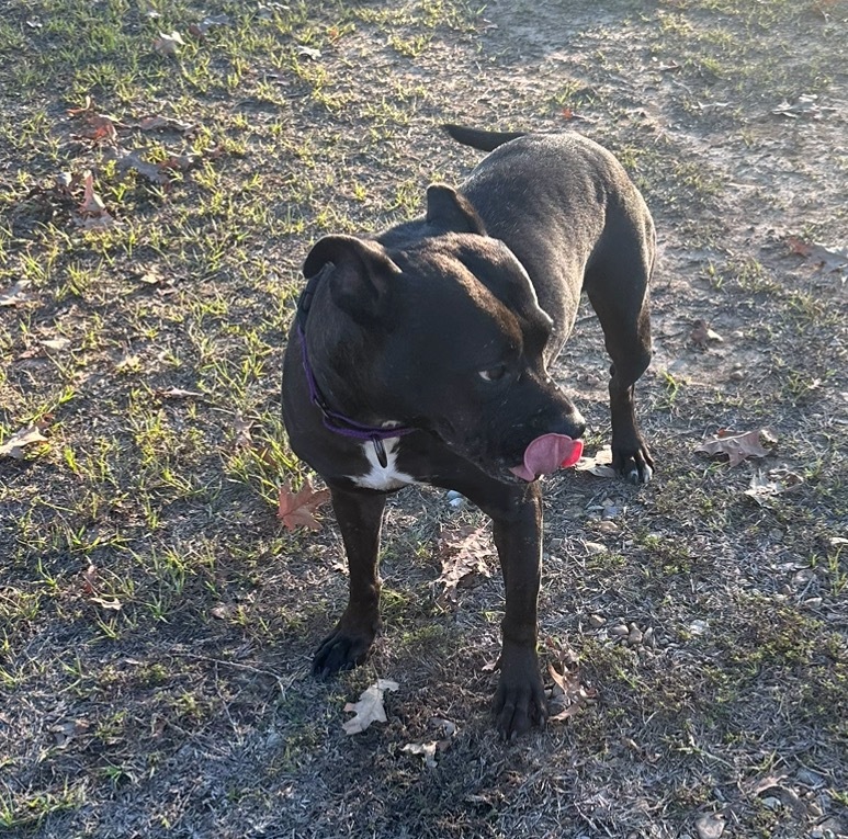 Nova-Cat, an adoptable Mixed Breed in St. Francisville, LA, 70775 | Photo Image 2