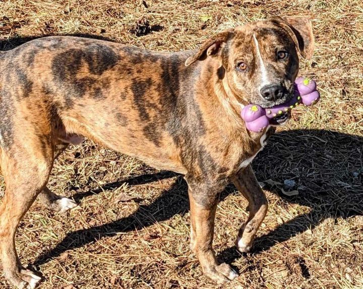 Calhoun best sale leopard dog