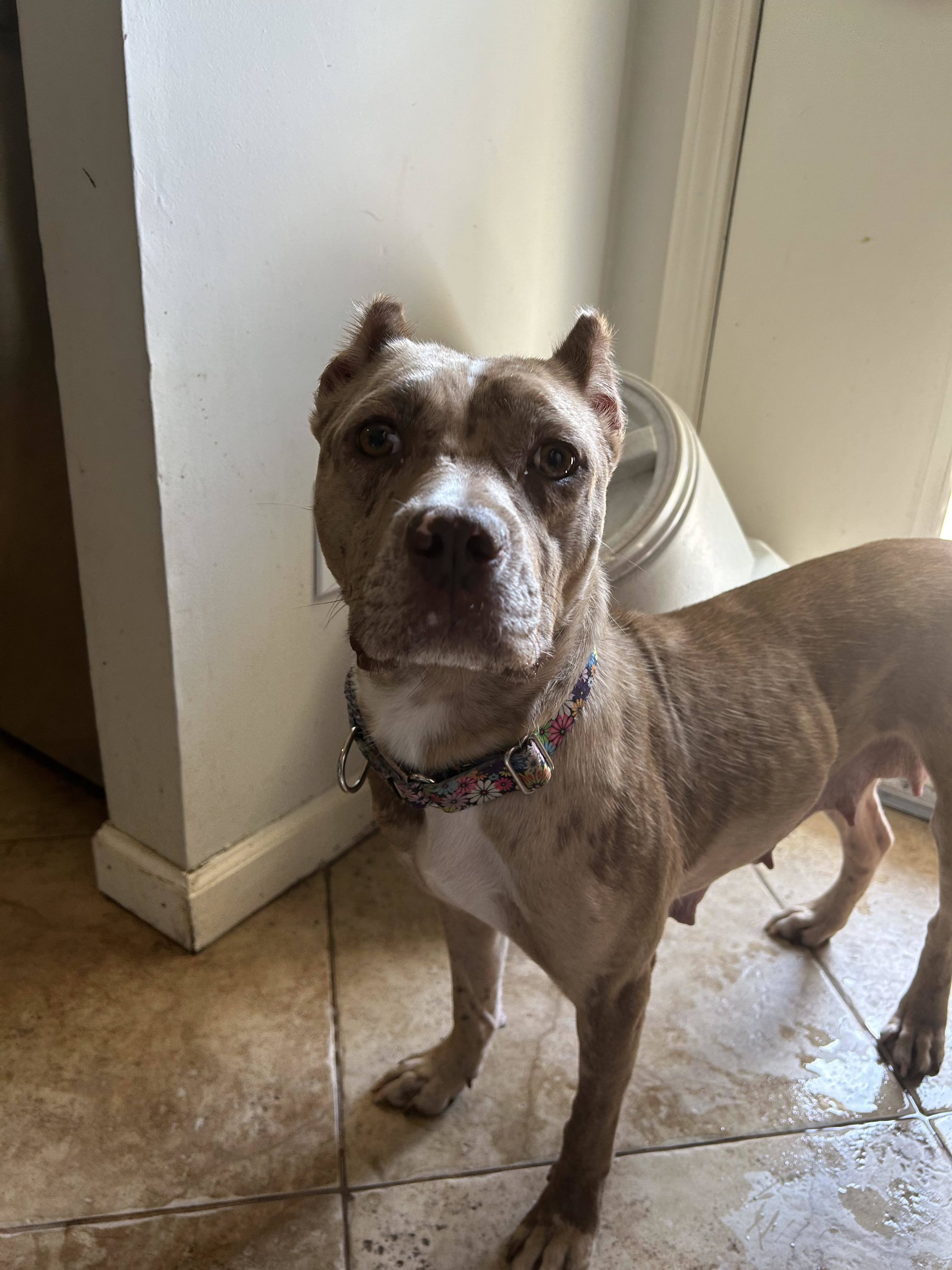 Diamond, an adoptable Pit Bull Terrier in Arlee, MT, 59821 | Photo Image 2