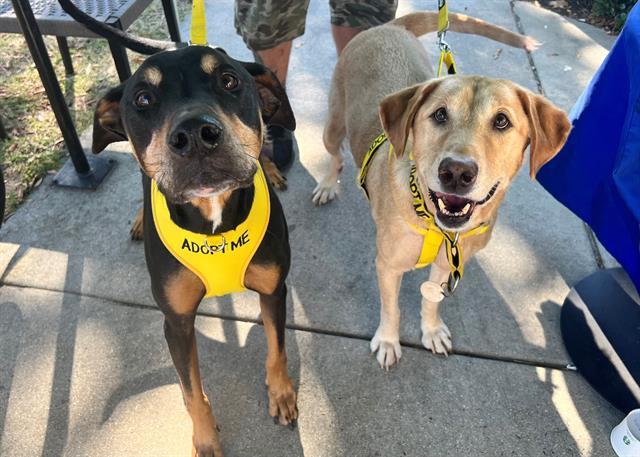 DOC, an adoptable Doberman Pinscher, Mixed Breed in Norfolk, VA, 23502 | Photo Image 1