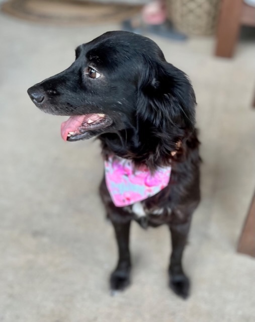 Petfinder flat shop coated retriever