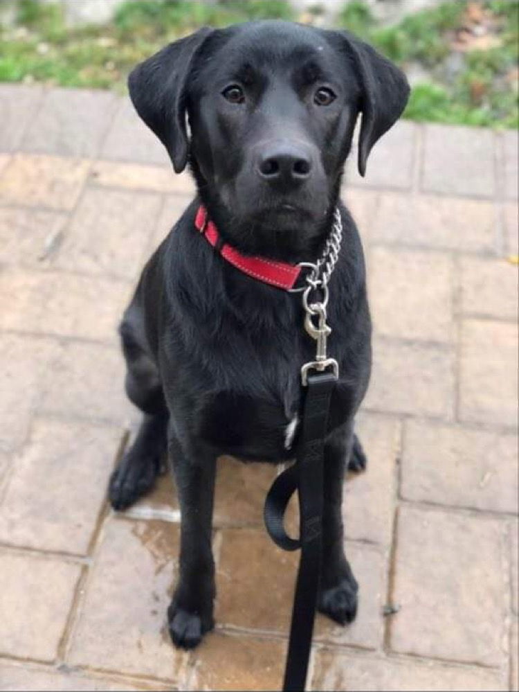 LOUIE