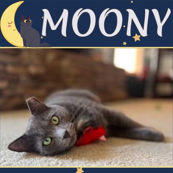 Moony - Fee Sponsored!