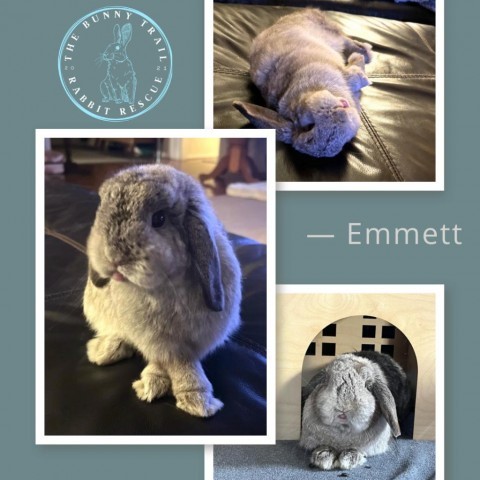 Emmett *special needs*