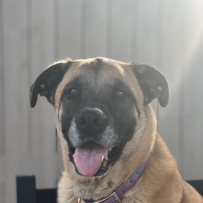 Tygrys, an adoptable Anatolian Shepherd, Belgian Shepherd / Malinois in Louisville, KY, 40206 | Photo Image 1