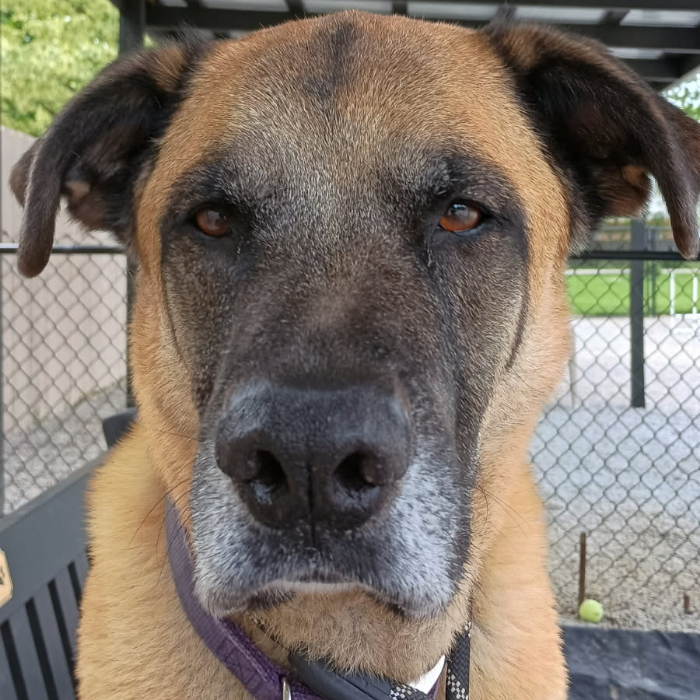 Tygrys, an adoptable Anatolian Shepherd, Belgian Shepherd / Malinois in Louisville, KY, 40206 | Photo Image 1