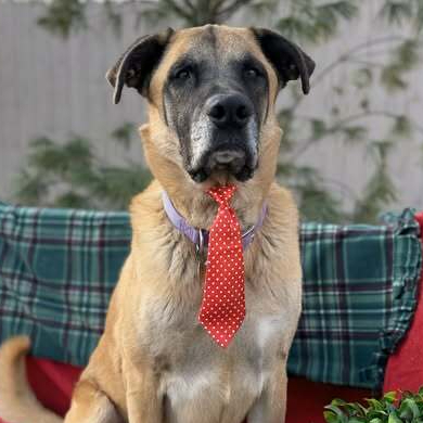 Tygrys, an adoptable Anatolian Shepherd, Belgian Shepherd / Malinois in Louisville, KY, 40206 | Photo Image 3