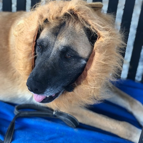Tygrys, an adoptable Anatolian Shepherd, Belgian Shepherd / Malinois in Louisville, KY, 40206 | Photo Image 4