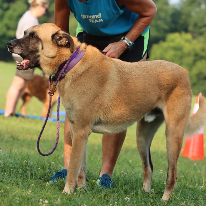 Tygrys, an adoptable Anatolian Shepherd, Belgian Shepherd / Malinois in Louisville, KY, 40206 | Photo Image 4