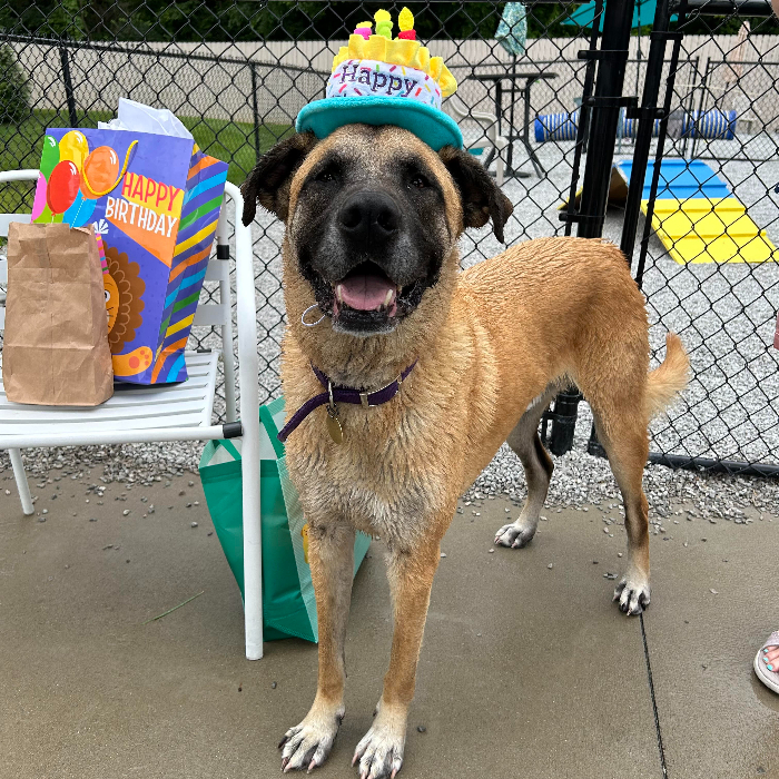 Tygrys, an adoptable Anatolian Shepherd, Belgian Shepherd / Malinois in Louisville, KY, 40206 | Photo Image 5