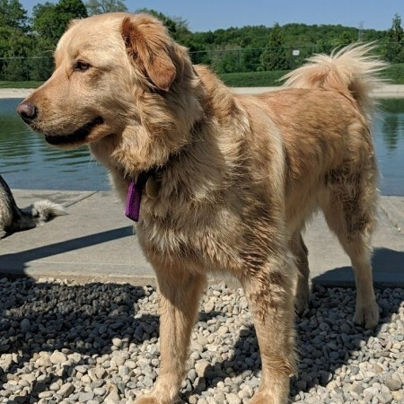 Millie, an adoptable Golden Retriever in Louisville, KY, 40206 | Photo Image 1