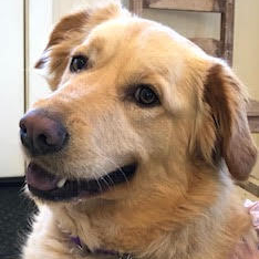Millie, an adoptable Golden Retriever in Louisville, KY, 40206 | Photo Image 2