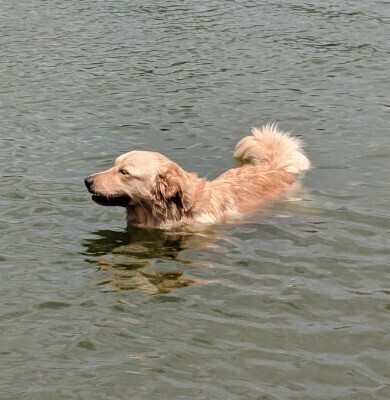 Millie, an adoptable Golden Retriever in Louisville, KY, 40206 | Photo Image 3