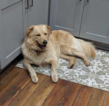 Millie, an adoptable Golden Retriever in Louisville, KY, 40206 | Photo Image 4