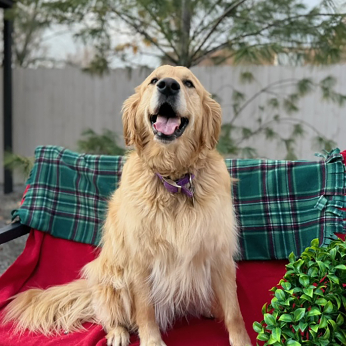 Penny, an adoptable Golden Retriever in Louisville, KY, 40206 | Photo Image 1