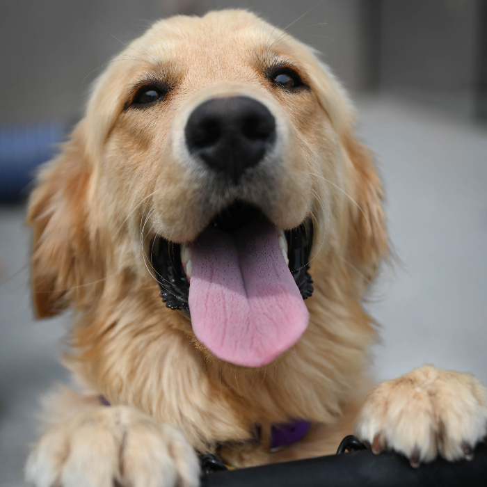 Penny, an adoptable Golden Retriever in Louisville, KY, 40206 | Photo Image 2