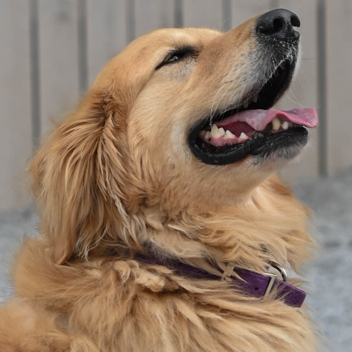 Penny, an adoptable Golden Retriever in Louisville, KY, 40206 | Photo Image 3