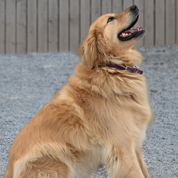 Penny, an adoptable Golden Retriever in Louisville, KY, 40206 | Photo Image 4