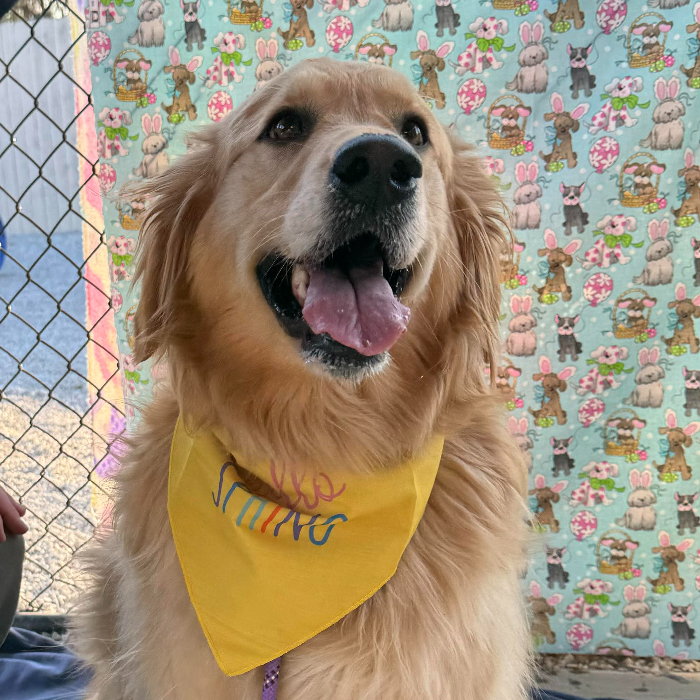 Penny, an adoptable Golden Retriever in Louisville, KY, 40206 | Photo Image 5