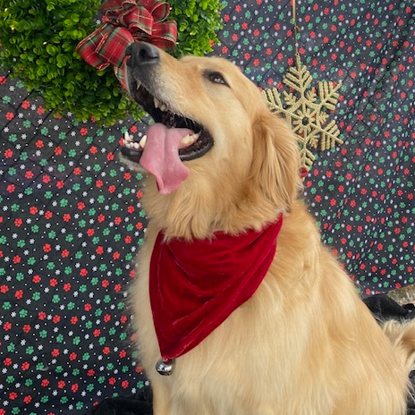 Penny, an adoptable Golden Retriever in Louisville, KY, 40206 | Photo Image 6