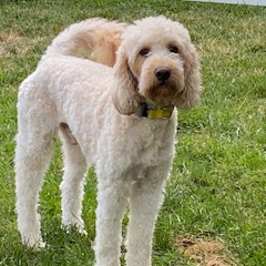 Jonny, an adoptable Goldendoodle in Louisville, KY, 40206 | Photo Image 1