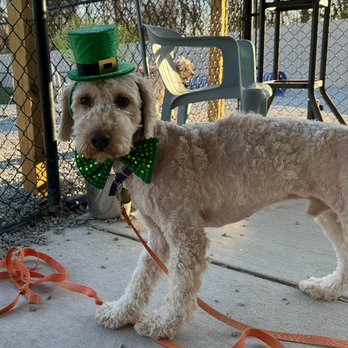 Jonny, an adoptable Goldendoodle in Louisville, KY, 40206 | Photo Image 3