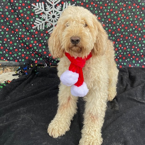 Jonny, an adoptable Goldendoodle in Louisville, KY, 40206 | Photo Image 4