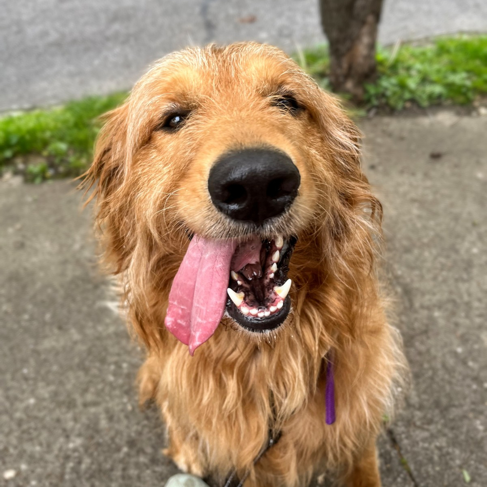 Luscious Lion, an adoptable Goldendoodle in Louisville, KY, 40206 | Photo Image 5