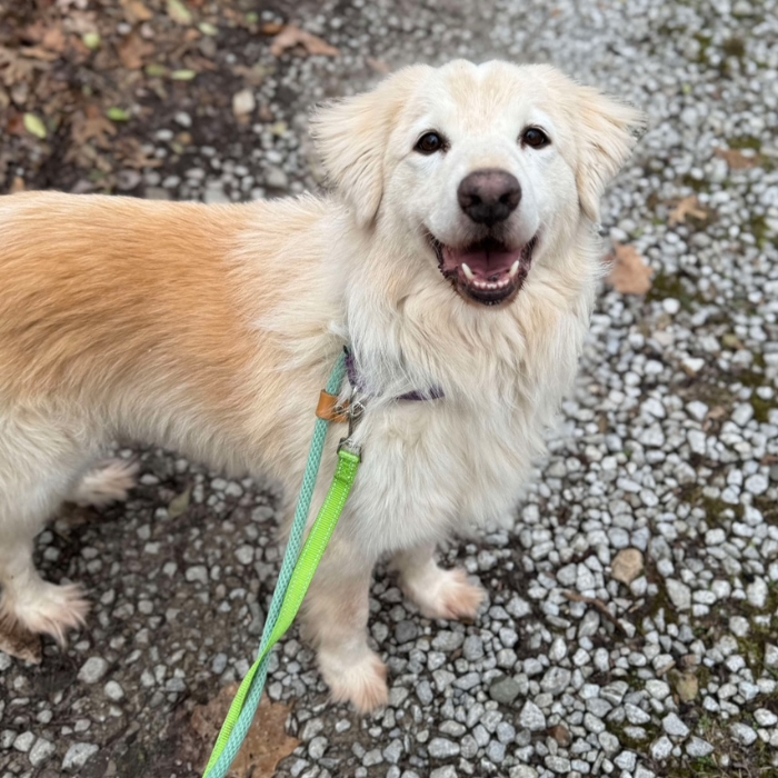Vance, an adoptable Golden Retriever, Great Pyrenees in Louisville, KY, 40206 | Photo Image 1