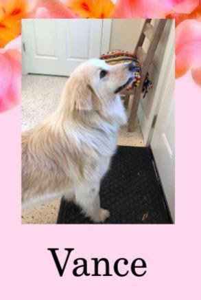 Vance, an adoptable Golden Retriever, Great Pyrenees in Louisville, KY, 40206 | Photo Image 2