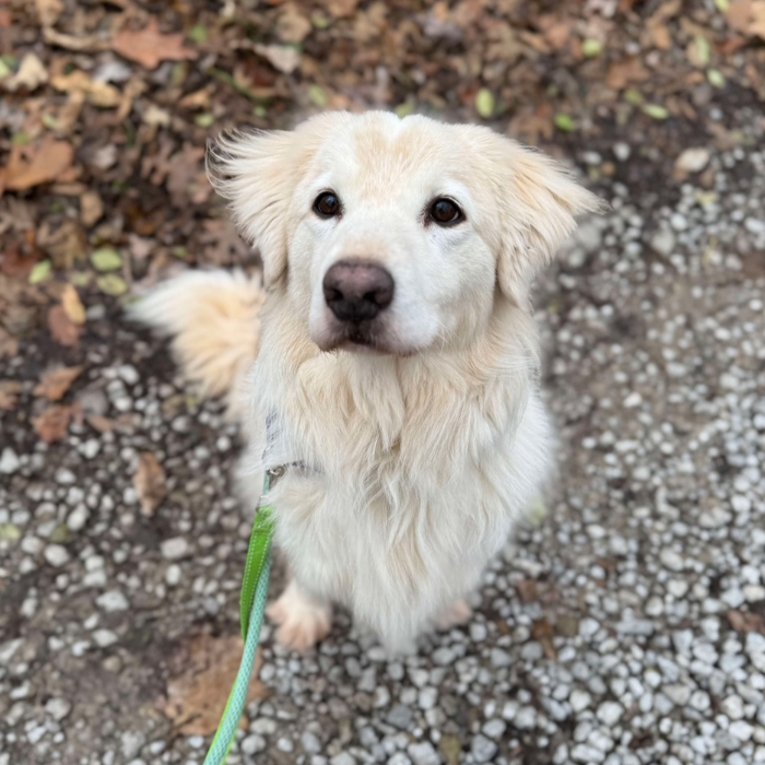 Vance, an adoptable Golden Retriever, Great Pyrenees in Louisville, KY, 40206 | Photo Image 2
