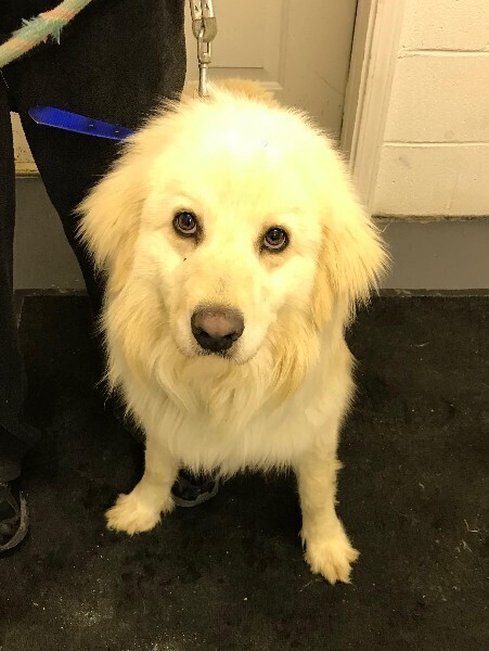 Vance, an adoptable Golden Retriever, Great Pyrenees in Louisville, KY, 40206 | Photo Image 3