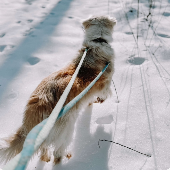 Vance, an adoptable Golden Retriever, Great Pyrenees in Louisville, KY, 40206 | Photo Image 3