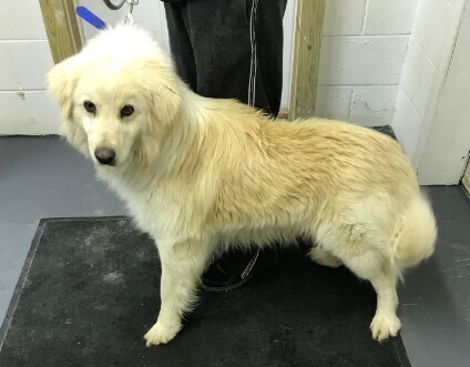 Vance, an adoptable Golden Retriever, Great Pyrenees in Louisville, KY, 40206 | Photo Image 4
