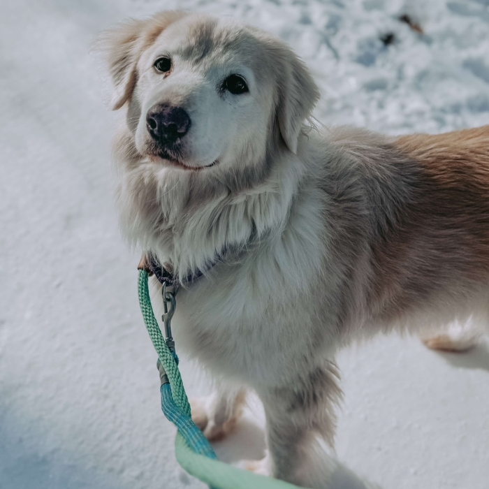 Vance, an adoptable Golden Retriever, Great Pyrenees in Louisville, KY, 40206 | Photo Image 4