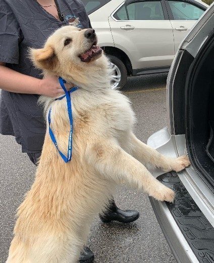 Vance, an adoptable Golden Retriever, Great Pyrenees in Louisville, KY, 40206 | Photo Image 5