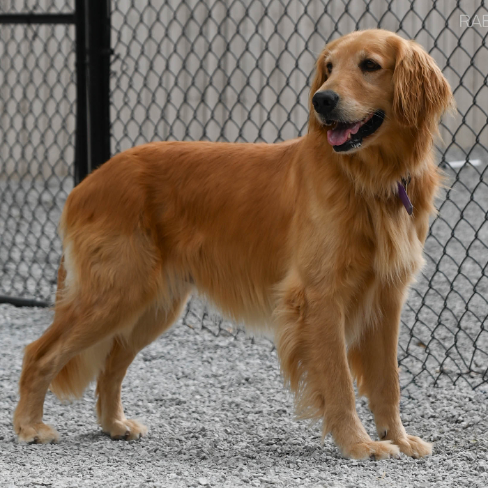 Faith, an adoptable Golden Retriever in Louisville, KY, 40206 | Photo Image 1