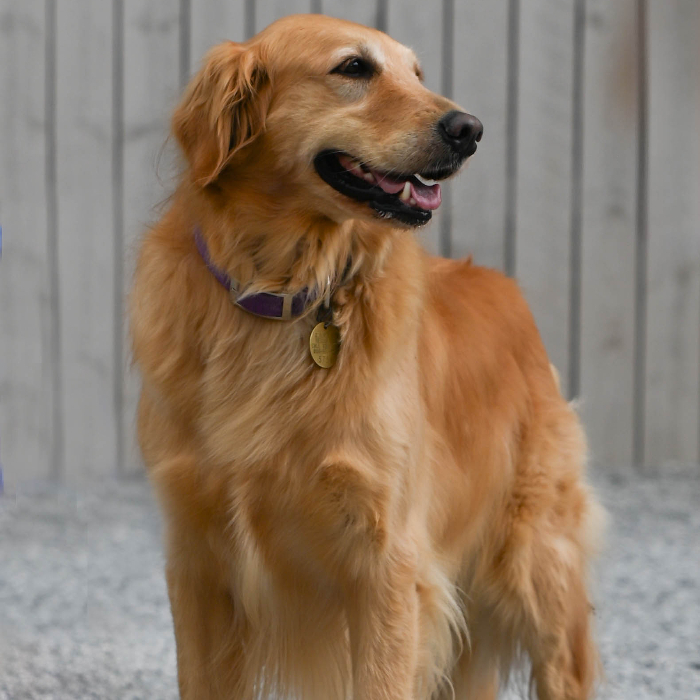 Faith, an adoptable Golden Retriever in Louisville, KY, 40206 | Photo Image 2
