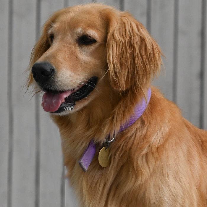 Faith, an adoptable Golden Retriever in Louisville, KY, 40206 | Photo Image 3
